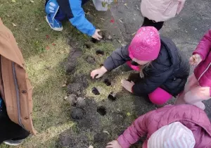 Dzieci kucają przy dołkach. Dzieci sadzą cebulki tulipan&oacute;w w wykopanych dołkach.