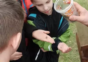 Dzieci wyciągają rączki. Nauczyciel trzyma kubek z jajeczkami pszcz&oacute;ł.