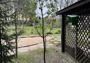 Drzewo Jarzębu Szwedzkiego.