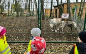 Dzieci oglądają renifery w zagrodzie. 