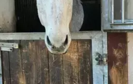 Zdjęcie konia w stajni.