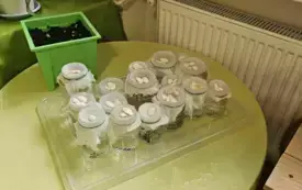 Zdjęcie hodowli fasolek.