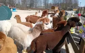 dzieci oglądają alpaki w mini zoo