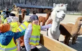 dzieci głaszczą alpaki w mini zoo