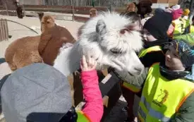dzieci głaszczą alpaki w mini zoo