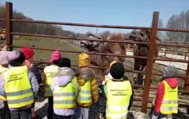 dzieci oglądają wielbłądy w mini zoo