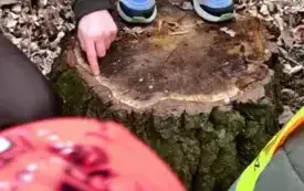 Pani Leśnik opowiada o drzewie.