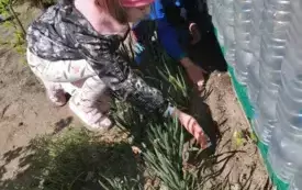 Dziewczynka sieje koperek