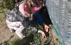 Dziewczynka sieje koperek