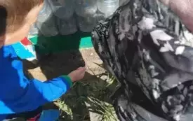 Chłopiec sieje koperek