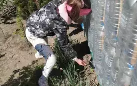 Dziewczynka sieje koperek