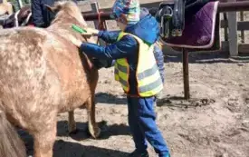 Dzieci czeszą konia.