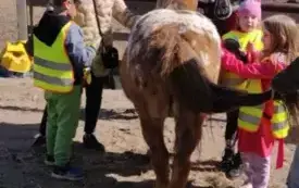 Dzieci czeszą konia.