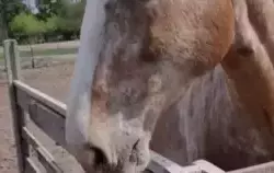 Koń niebieskooki.